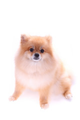 Obraz premium brown pomeranian dog isolated on white background, cute pet
