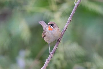 The Siberian rubythroat (Luscinia calliope) is a small passerine bird that was formerly classed as a member of the thrush family Turdidae, 
