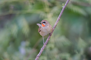 The Siberian rubythroat (Luscinia calliope) is a small passerine bird that was formerly classed as a member of the thrush family Turdidae, 
