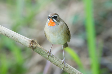 The Siberian rubythroat (Luscinia calliope) is a small passerine bird that was formerly classed as a member of the thrush family Turdidae, 
