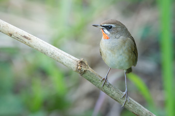 The Siberian rubythroat (Luscinia calliope) is a small passerine bird that was formerly classed as a member of the thrush family Turdidae, 
