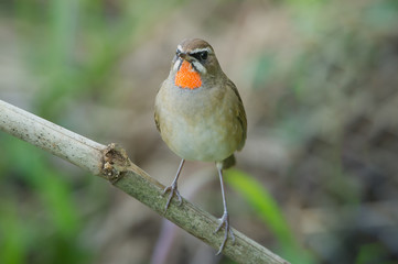 The Siberian rubythroat (Luscinia calliope) is a small passerine bird that was formerly classed as a member of the thrush family Turdidae, 
