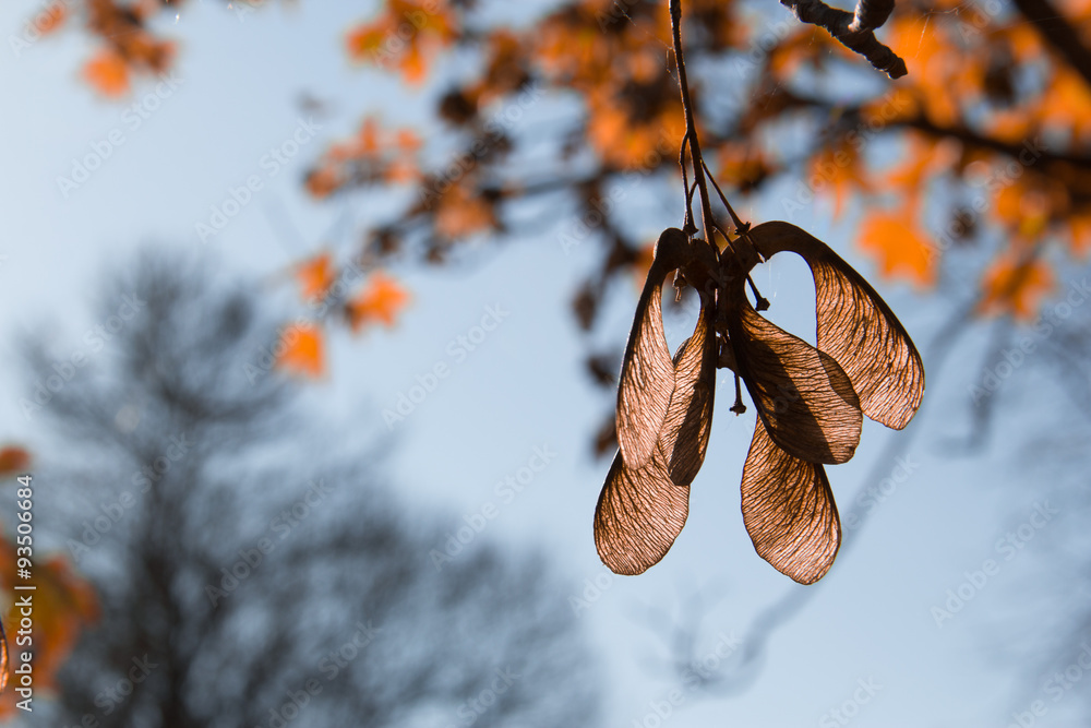 Canvas Prints maple seeds autumn