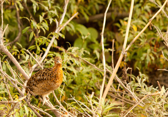 Ptarmigan