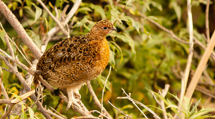 Ptarmigan