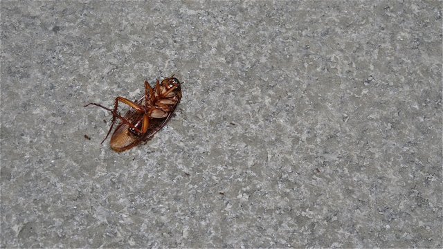 dying cockroach eaten by ants