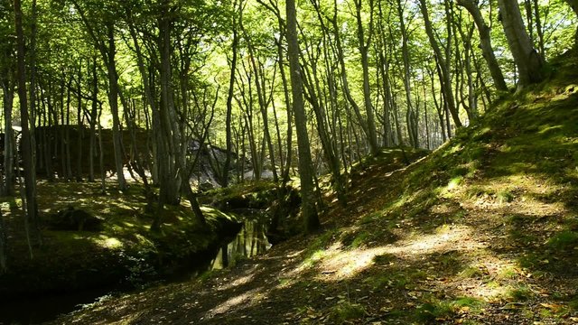 Naturwald von Orzechowo, Polen