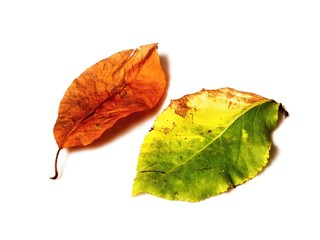 coloured autumn leaves