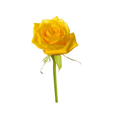 Obraz premium single beautiful yellow rose