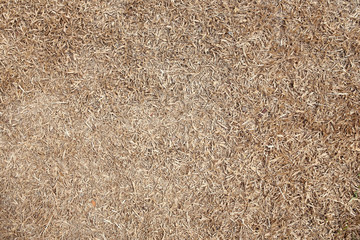 dry grass