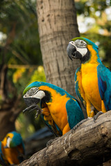 The macaws