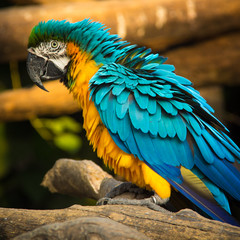 The macaws