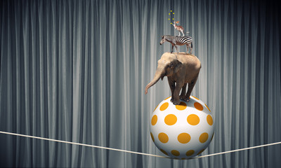 Circus animals