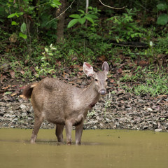 The sambar deer