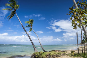 Tropical beach with palm trees in Dominican Republic