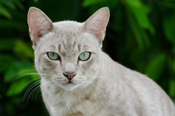 Thai cat is watching into camera.