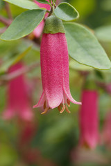 Correa Dusky Pink 2