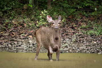 The sambar deer