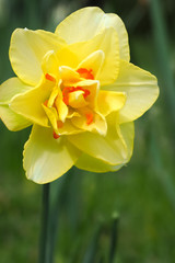 Daffodil Double Yellow Orange 2