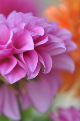 Dahlia Pink Abstract