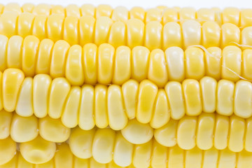 Yellow sweet corn on background
