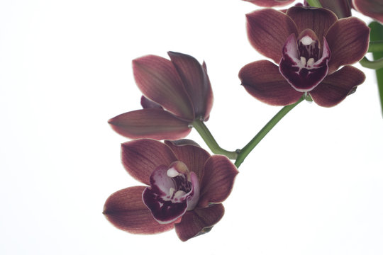 Fototapeta Orchid flowers over white (Cymbidium sp)
