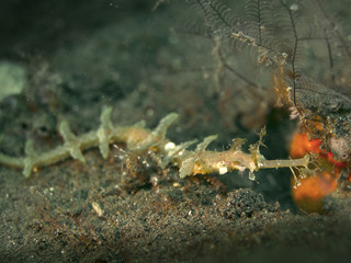 Ornate ghost pipe fish sea horse