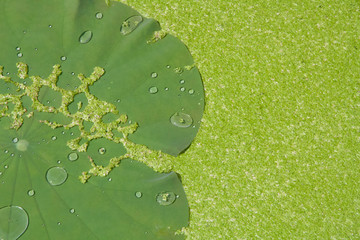 Water drop on lotus leaf with duckweeds background