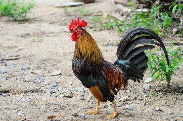 Chicken  Fighting chicken.