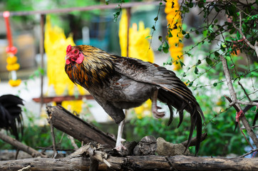 Chicken  Fighting chicken.