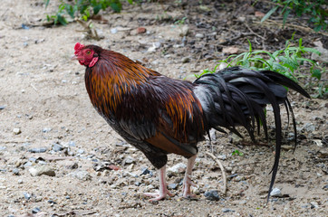 Red - Orange cockfight, Fighting chicken.