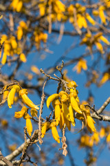 kowhai tree flowers against blue sky