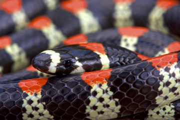 Fototapeta premium Black-banded centipede eating snake (Scolecophis atrocinctus)
