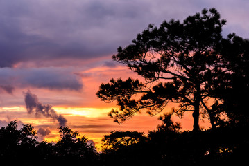 Fototapeta na wymiar Silhouette of pine tree at sunset.