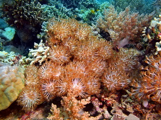 Naklejka na ściany i meble Soft coral, Island Bali
