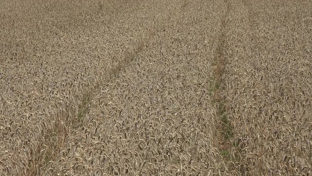 Wheat Field footage (4K)