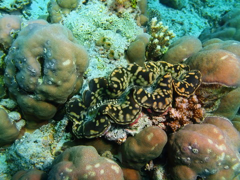Enormous clam, Island Bali
