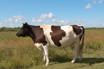 Fototapeta na wymiar spotted cow