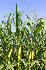 Closeup Corn on the stalk