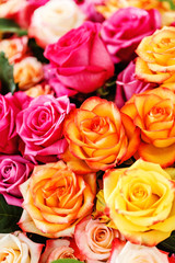 nice roses