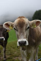 Naklejka na ściany i meble mucca mucche stalla allevamento vitello manzo manzi toro