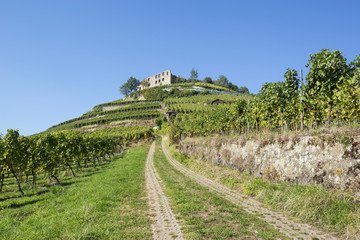 Deutschland, Baden-Württemberg, Breisgau-Hochschwarzwald, Blick über den Weinberg zur Burgruine...