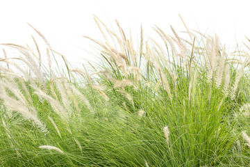 Imperata cylindrica Beauv on white