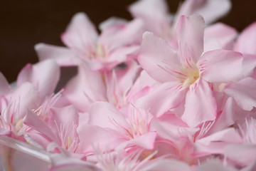 Obraz na płótnie Canvas Blurred pink flower background.
