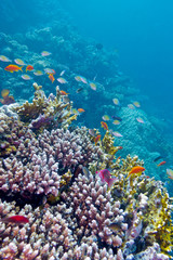 colorful coral reef with exotic fishes in tropical sea