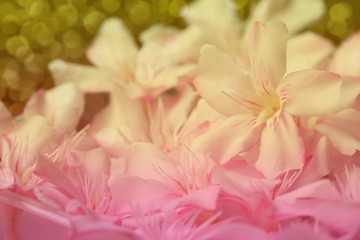 Blurred pink flower background.