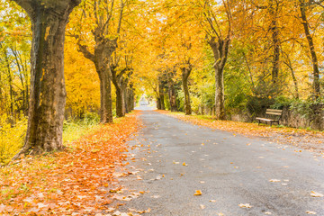 Naklejka premium Autumn forest, yellow leaves, green leaves, autumn in the park