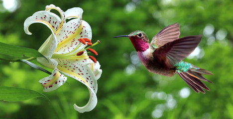 Naklejka premium Koliber unoszący się obok kwiatów lilii, widok panoramiczny