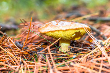 mushroom in the forest mountain in France