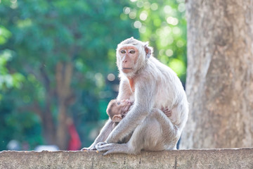Mother Crab-eating macaque feeding her baby on concrete fence in park